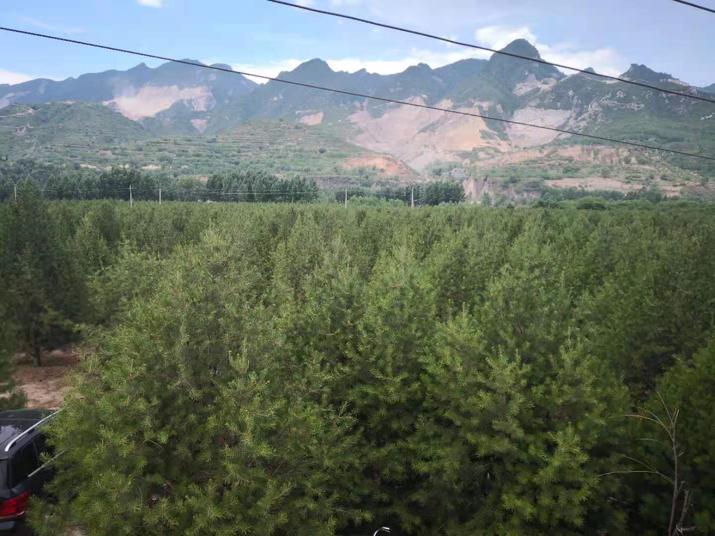 白皮松