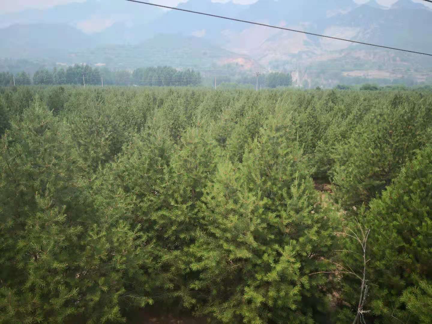 白皮松