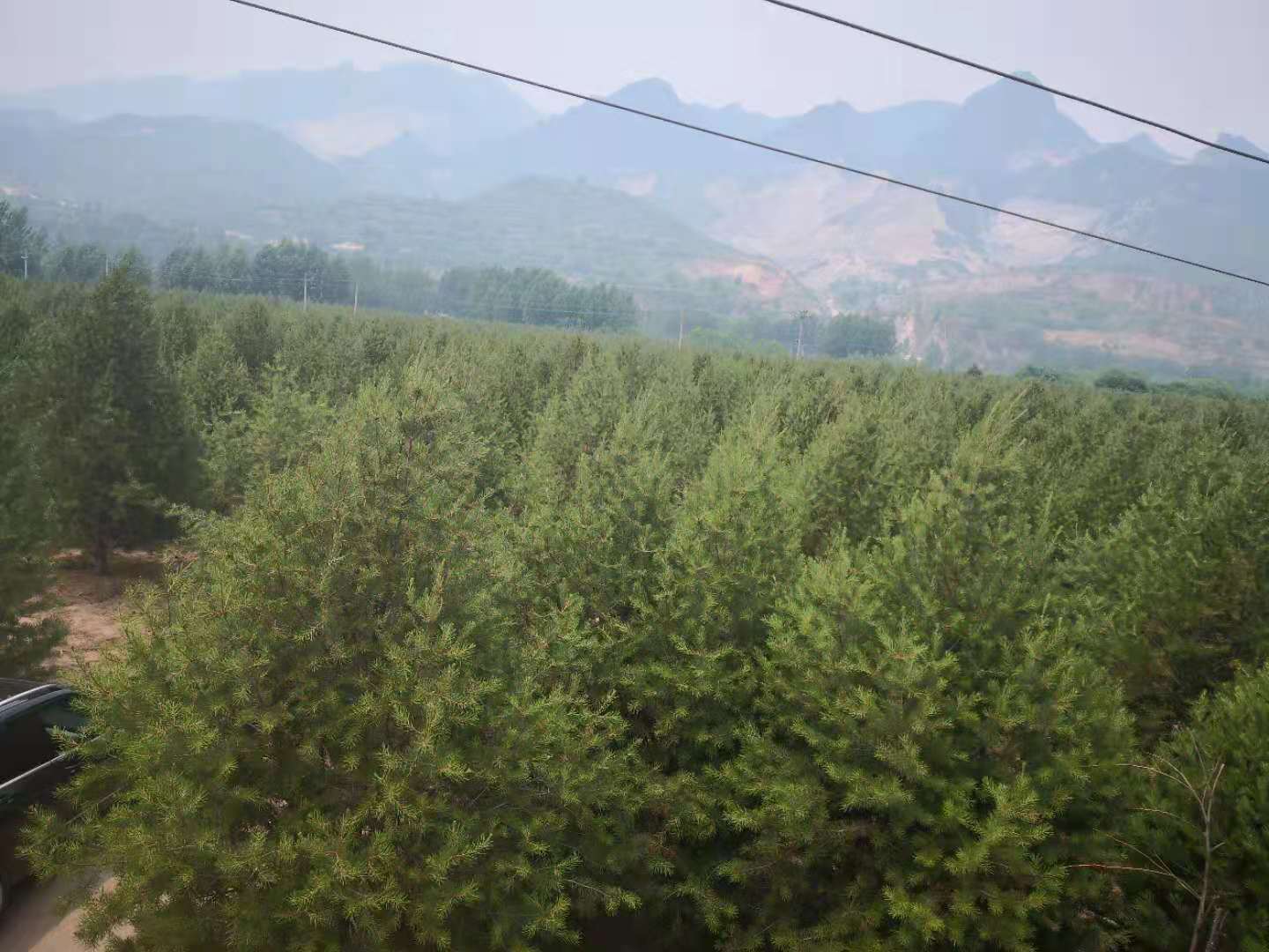 白皮松