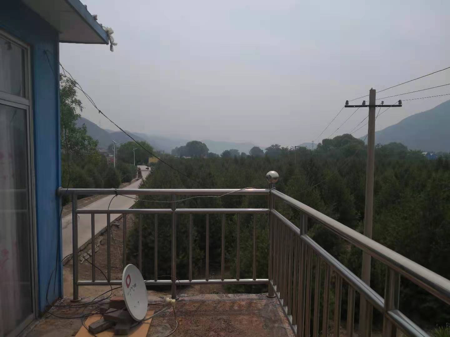 白皮松