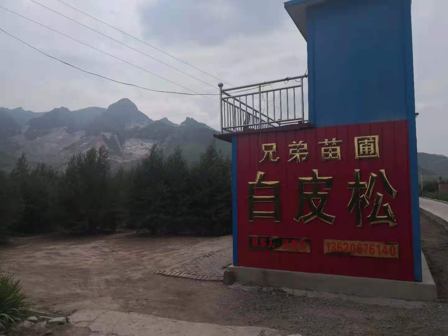 白皮松