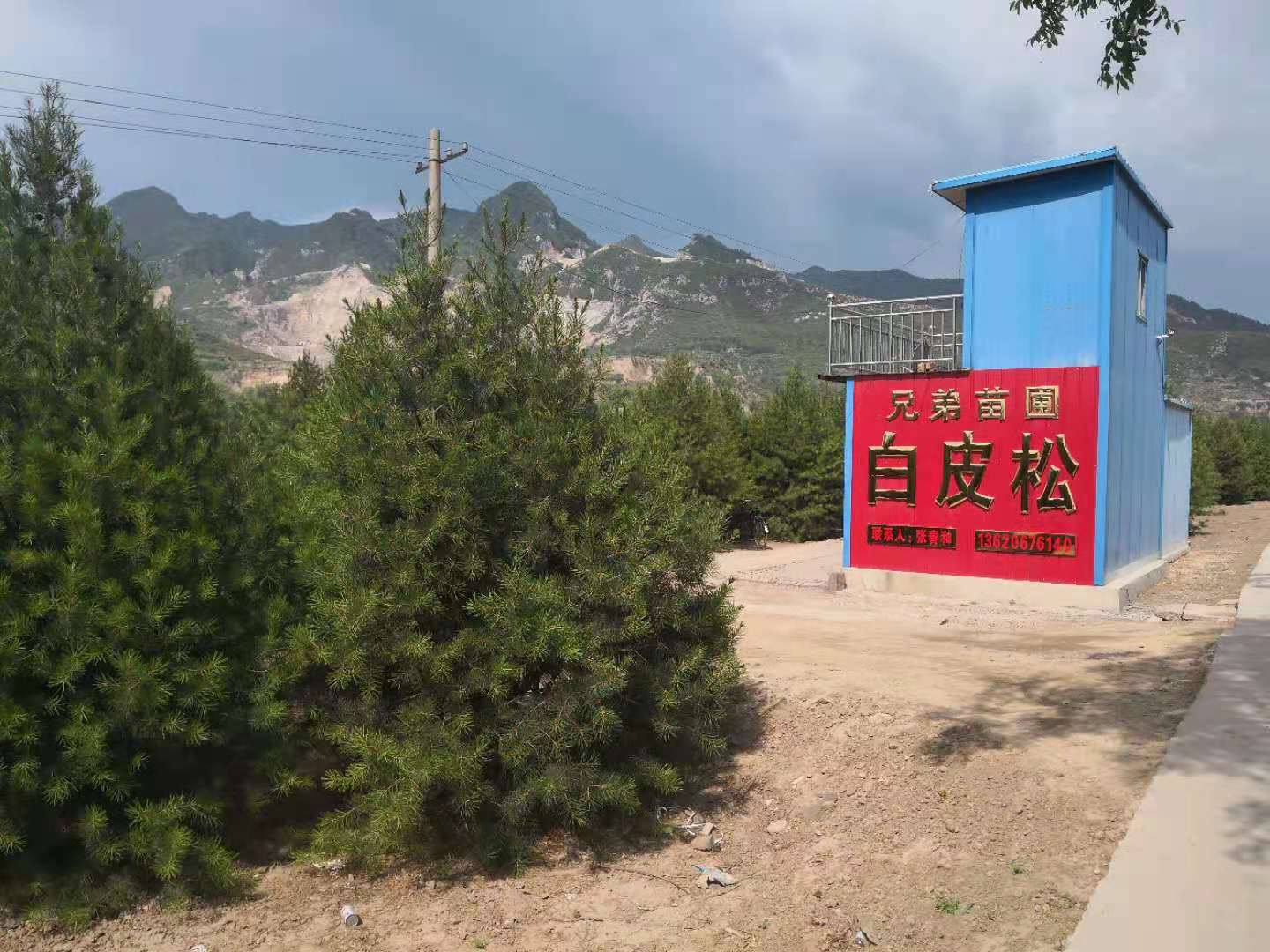 白皮松的用途